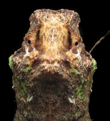 Heraclides anchisiades