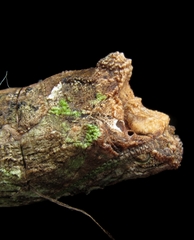 Heraclides anchisiades