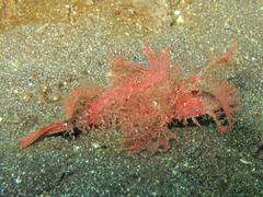 Pteroidichthys amboinensis