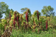 Amaranthus caudatus