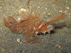 Pteroidichthys amboinensis