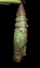 Heraclides anchisiades