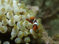 Amphiprion