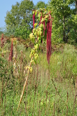 Amaranthus caudatus