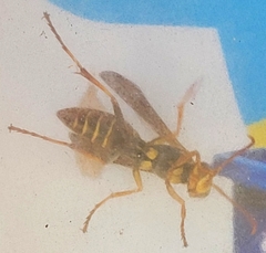 Mischocyttarus mexicanus cubicola