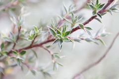Cliffortia ruscifolia