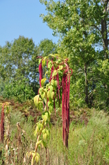 Amaranthus caudatus