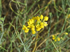 Coronilla juncea