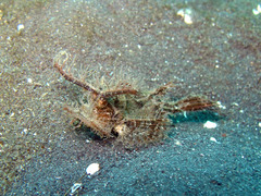 Pteroidichthys amboinensis