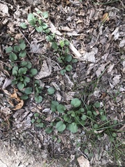 Packera obovata