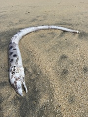 Ophichthus triserialis