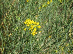 Coronilla juncea