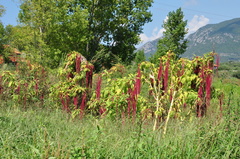 Amaranthus caudatus