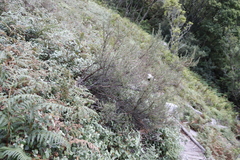 Cliffortia ruscifolia