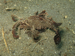 Pteroidichthys amboinensis