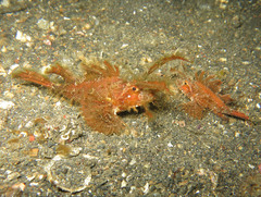 Pteroidichthys amboinensis