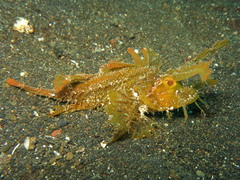 Pteroidichthys amboinensis