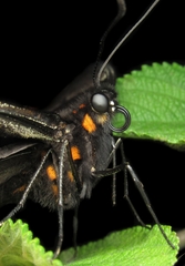 Heraclides anchisiades