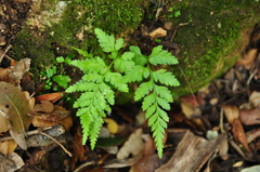 Asplenium onopteris