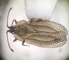 Acalypta