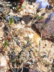 Wahlenbergia oxyphylla