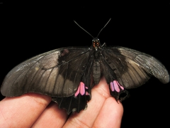 Heraclides anchisiades