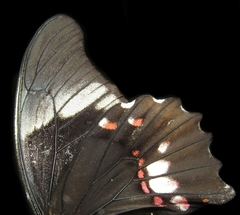 Heraclides anchisiades