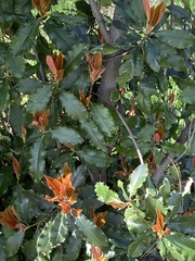 Photinia