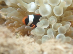 Amphiprion
