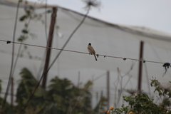 Pycnonotus xanthopygos