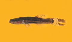 Chologaster cornuta