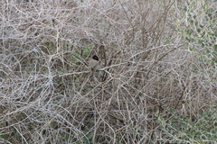 Pycnonotus xanthopygos