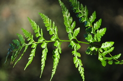 Asplenium onopteris