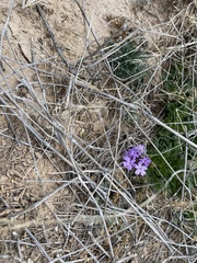 Glandularia wrightii