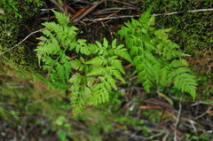 Asplenium onopteris