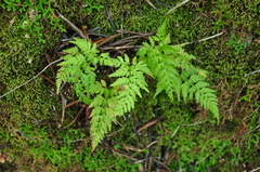 Asplenium onopteris