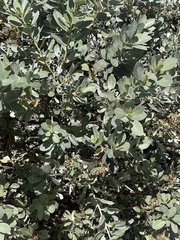 Conocarpus erectus sericeus