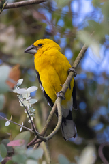 Pheucticus chrysogaster