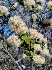 Ceanothus crassifolius