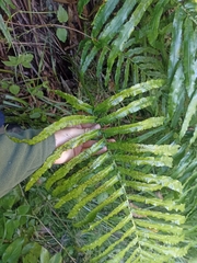 Blechnum triangularifolium