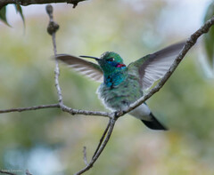 Colibri serrirostris