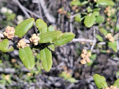 Ceanothus crassifolius