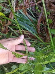 Blechnum triangularifolium