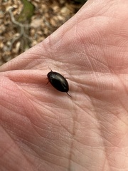 Agabinae