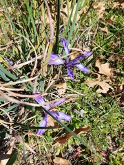 Iris douglasiana