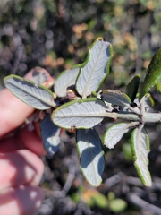 Ceanothus crassifolius