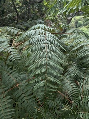 Pteridium