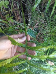 Blechnum triangularifolium