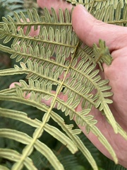 Pteridium