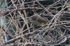 Pycnonotus xanthopygos